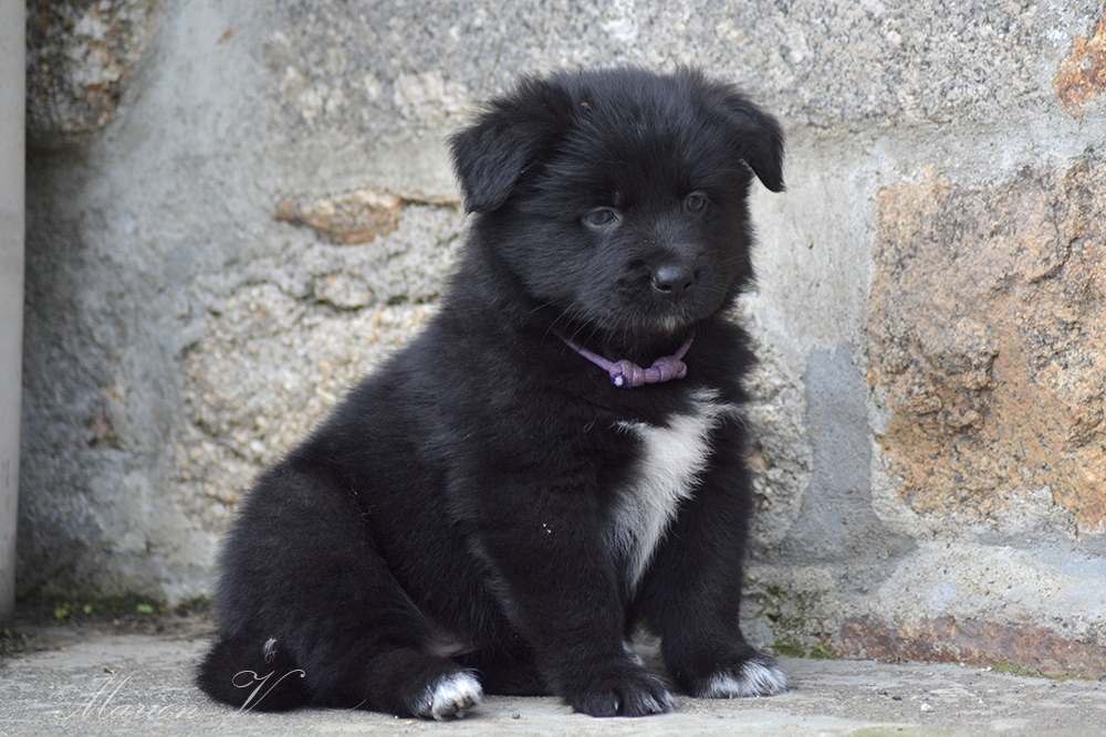 Photo d'un chiot berger australien, issue de la portée de Winnie Sherkhan, âgé de 6 semaines.